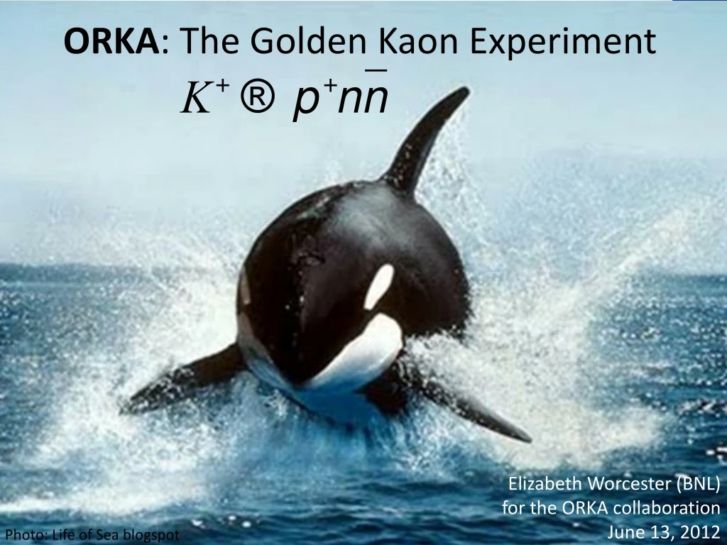 orka the golden kaon experiment