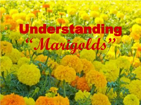 Understanding “Marigolds”