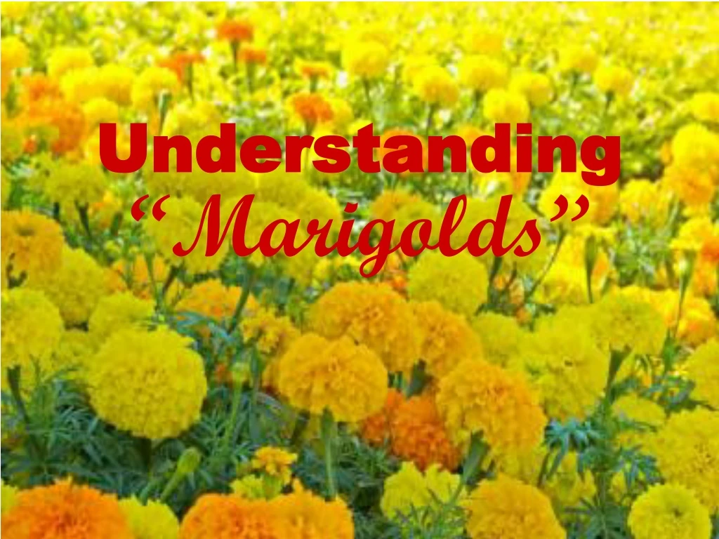 understanding marigolds