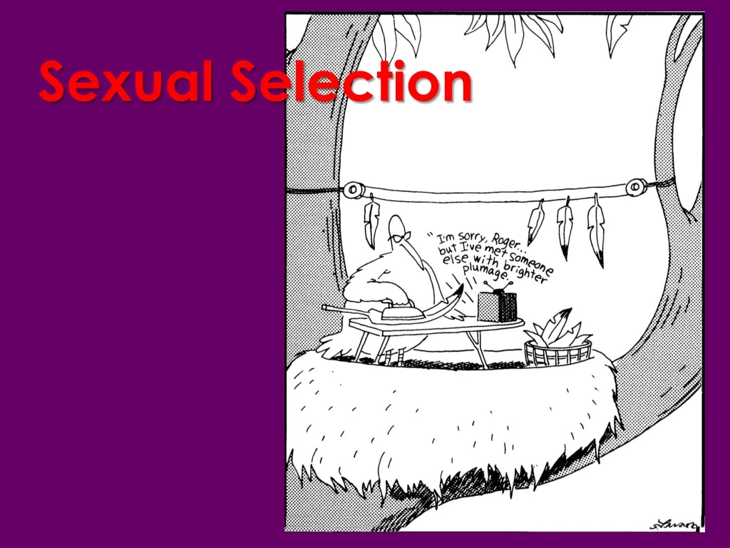 sexual selection