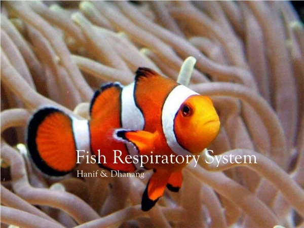 Fish Respiratory System