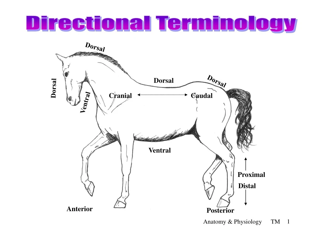 directional terminology