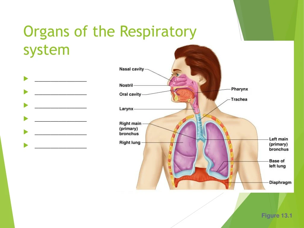 organs of the respiratory system