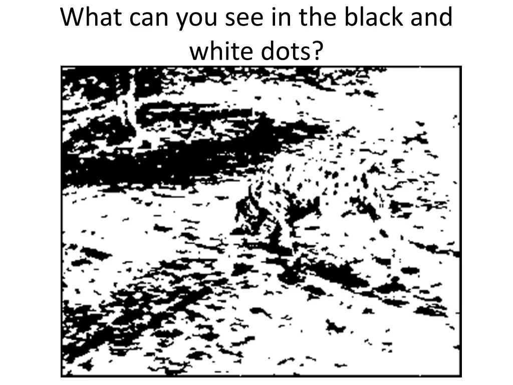 what can you see in the black and white dots
