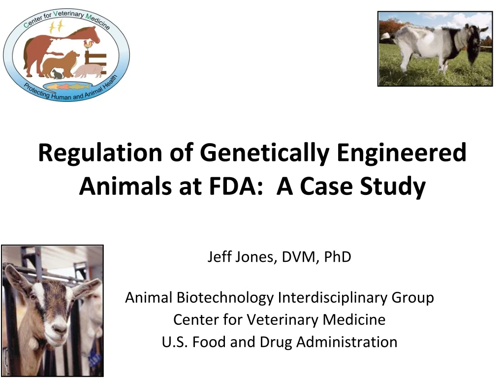 regulation of genetically engineered animals at fda a case study