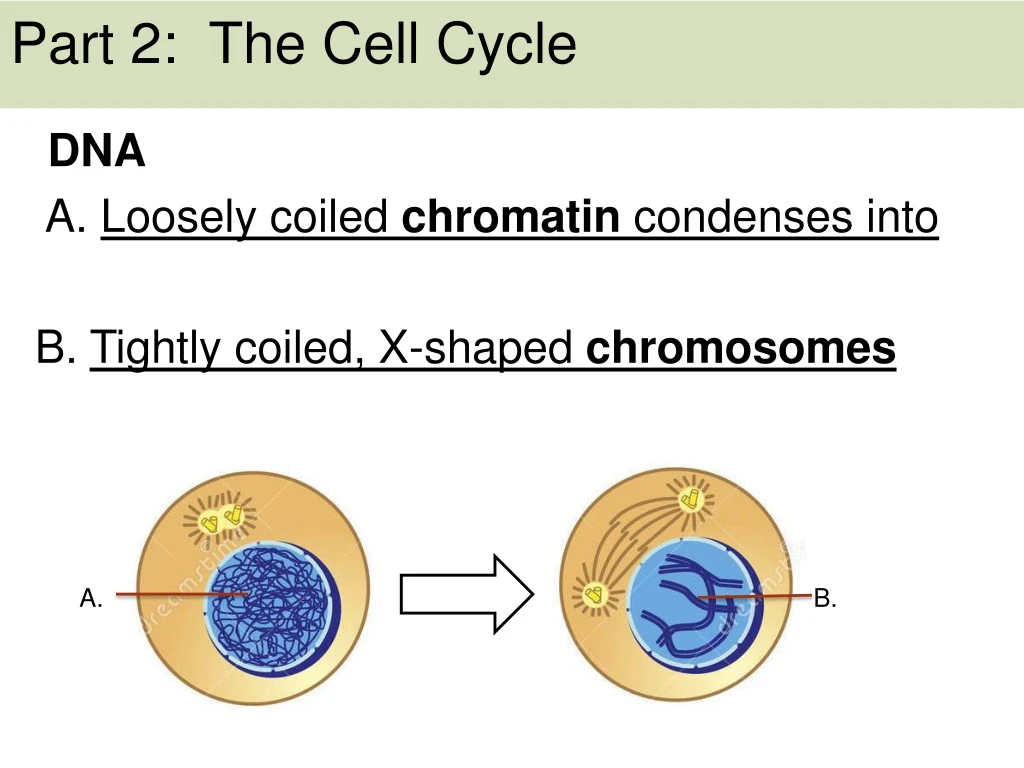 part 2 the cell cycle