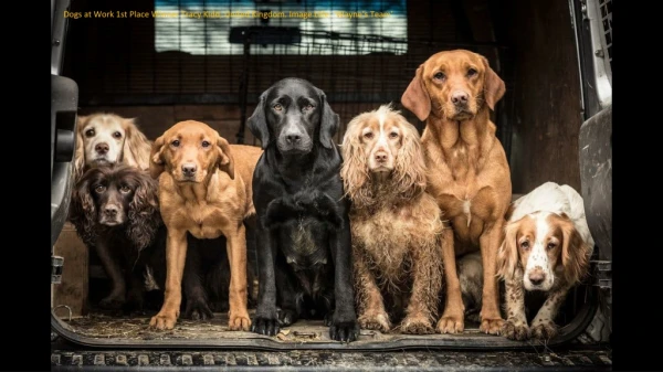 Dogs at Work 1st Place Winner Tracy Kidd, United Kingdom. Image title : ‘ Wayne’s Team ’