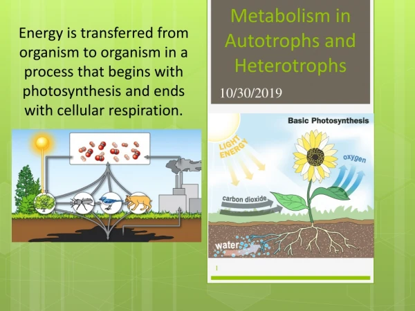 Metabolism in Autotrophs and Heterotrophs