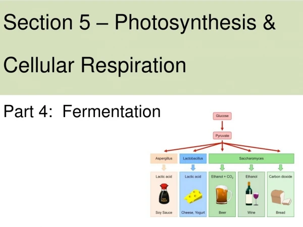 Section 5 – Photosynthesis &amp; Cellular Respiration