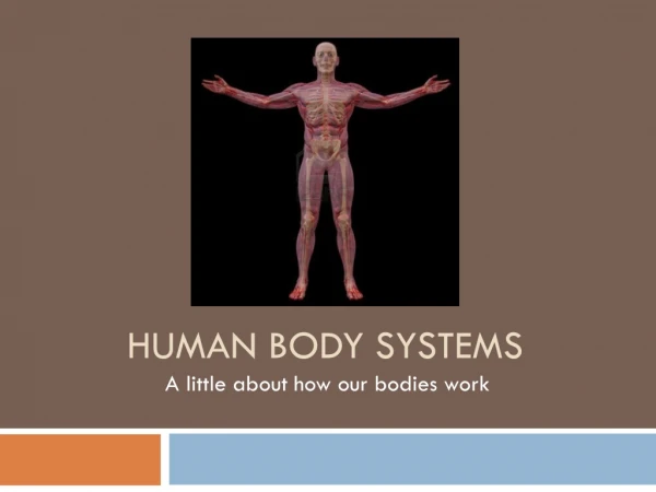 Human Body Systems