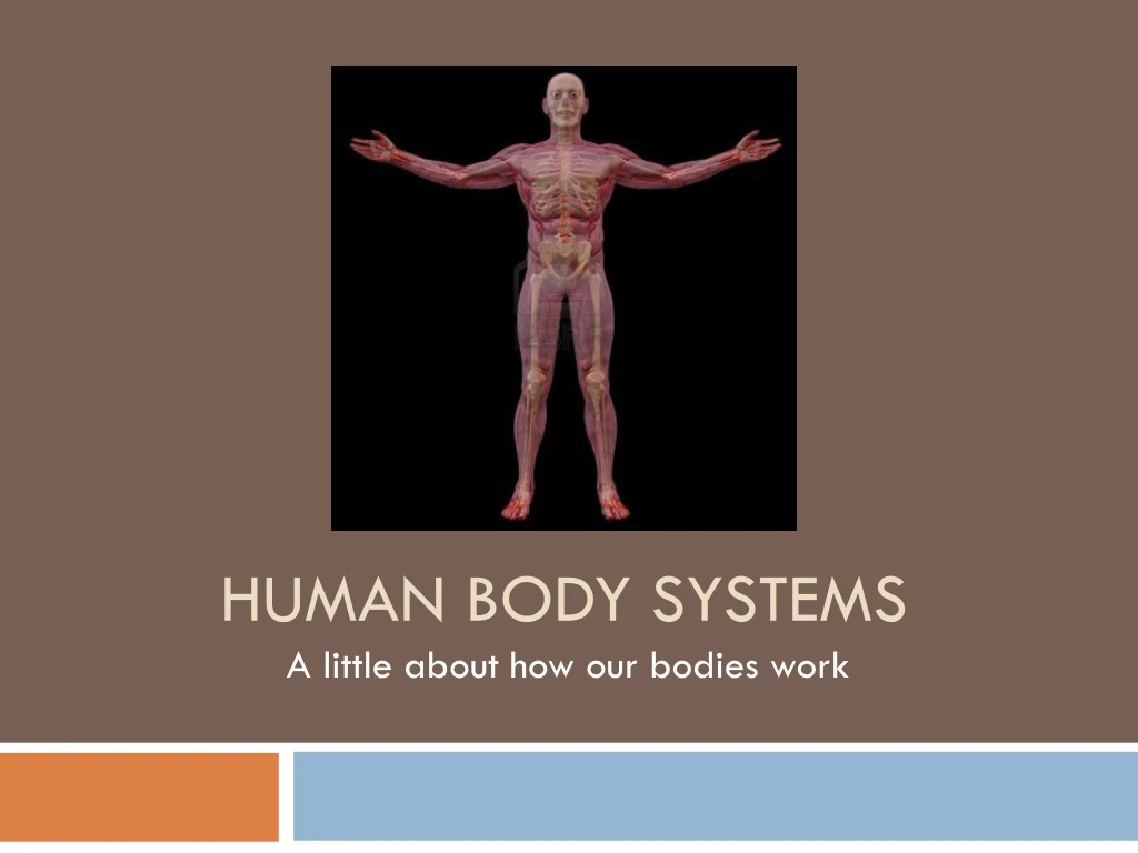 human body systems