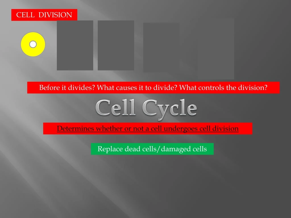 cell division