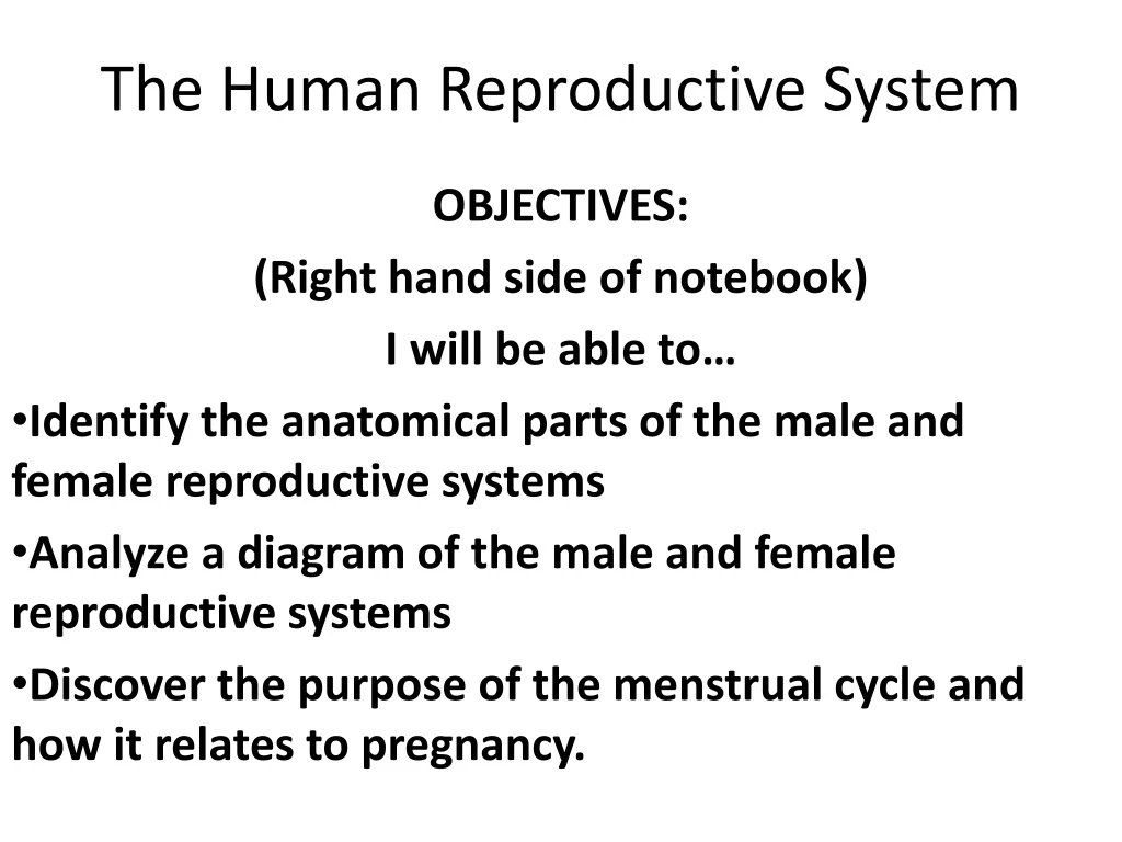 the human reproductive system