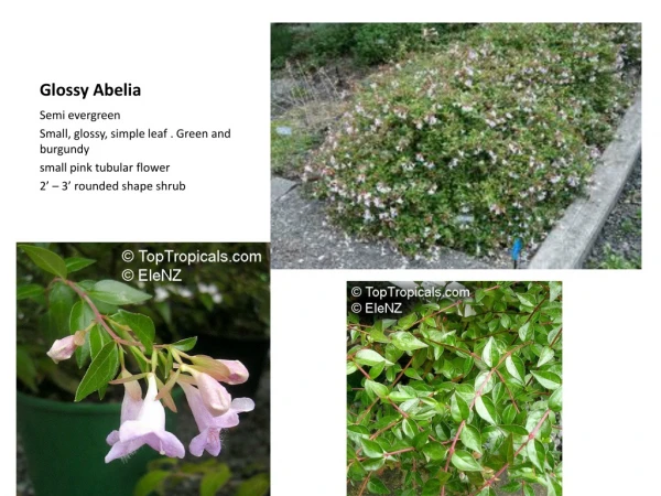 Glossy Abelia