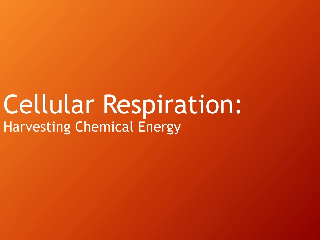 cellular respiration harvesting chemical energy