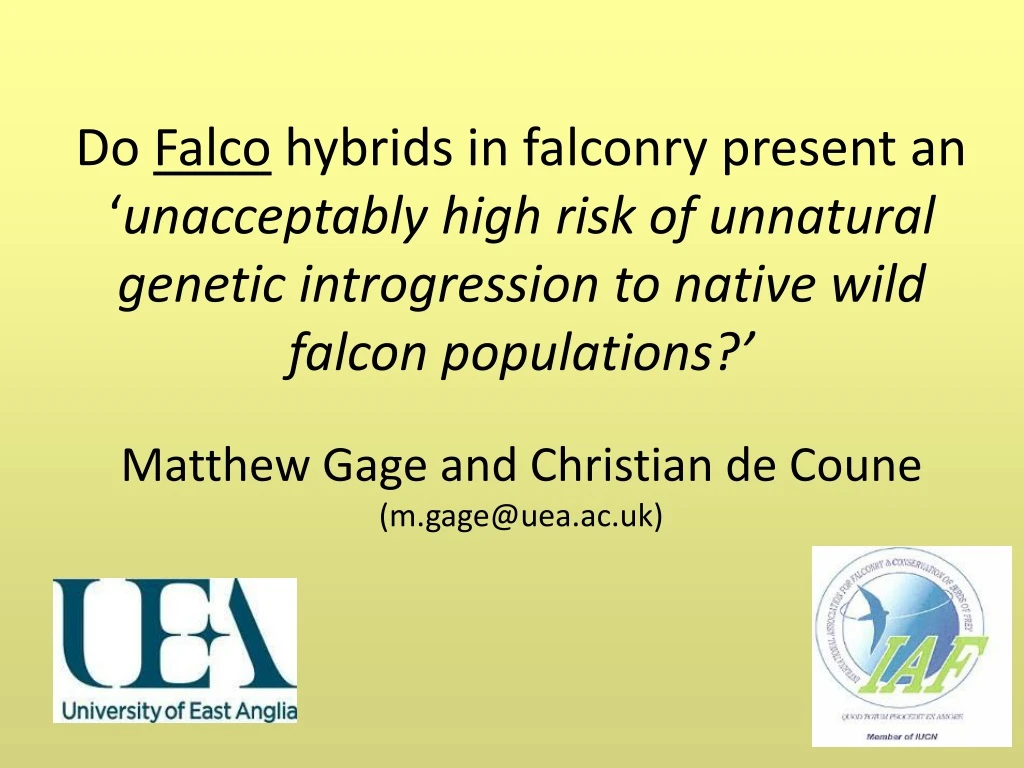 do falco hybrids in falconry present