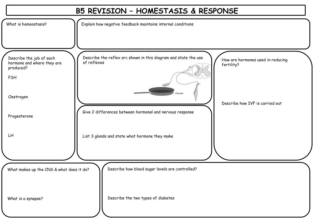 b5 revision homestasis response
