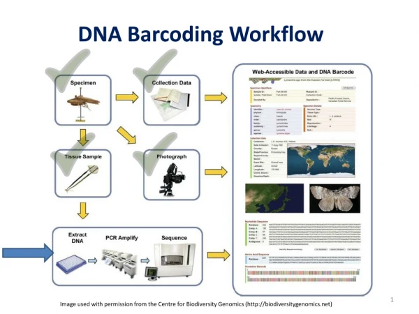 DNA Barcoding Workflow