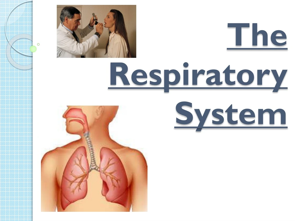 the respiratory system