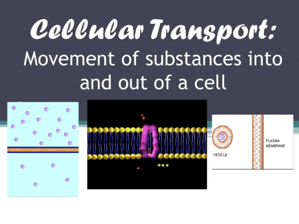 Cellular Transport: Movement of substances into and out of a cell