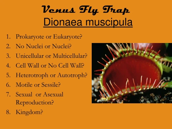 Venus Fly Trap Dionaea muscipula