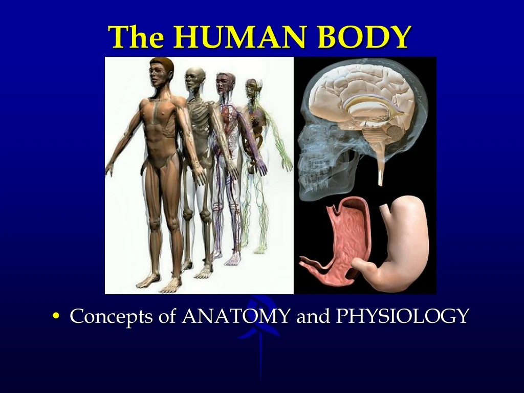 the human body