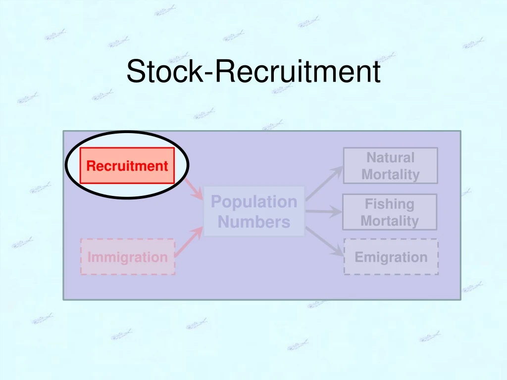 stock recruitment