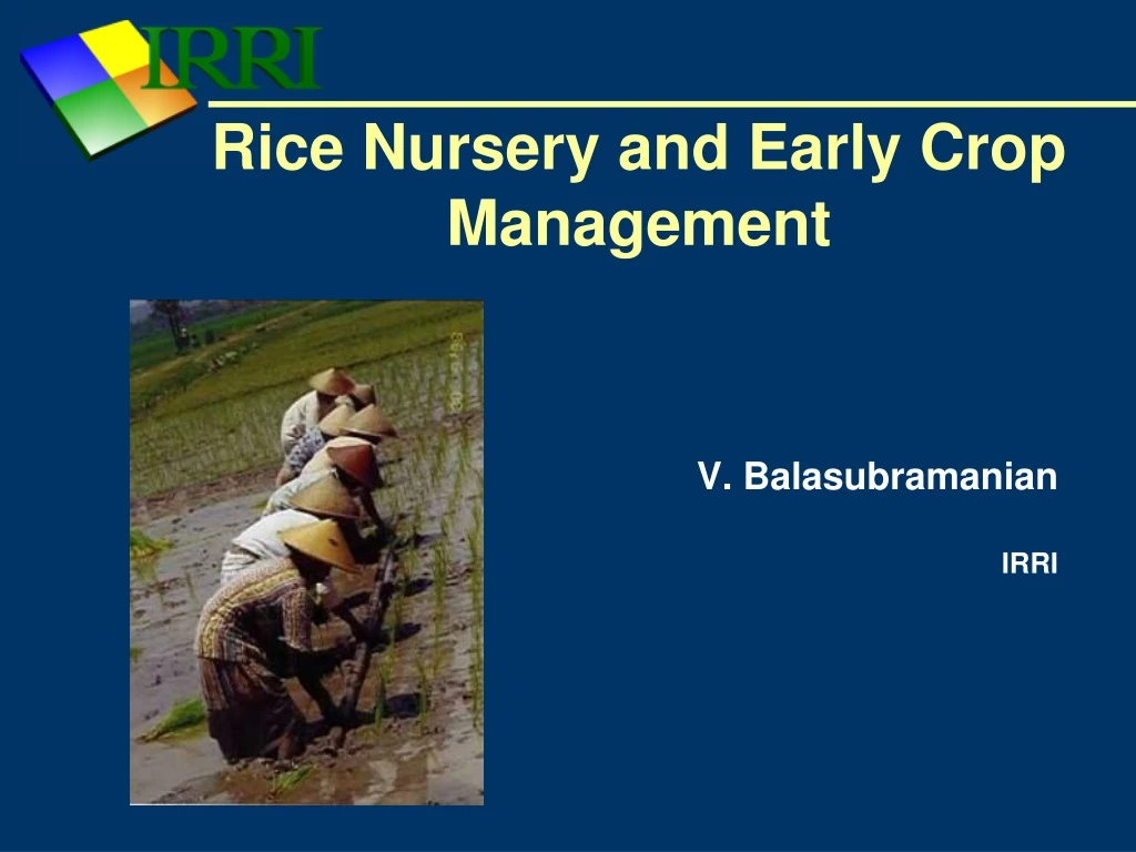 rice nursery and early crop management