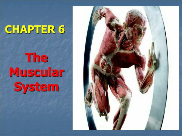 CHAPTER 6 The Muscular System