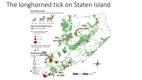 The longhorned tick on Staten Island