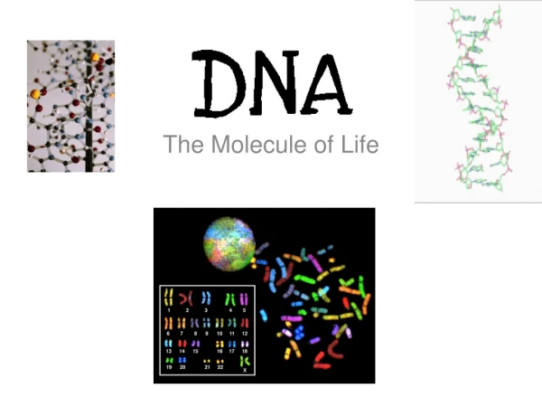 The Molecule of Life