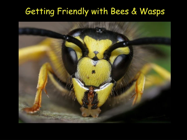 Getting Friendly with Bees &amp; Wasps