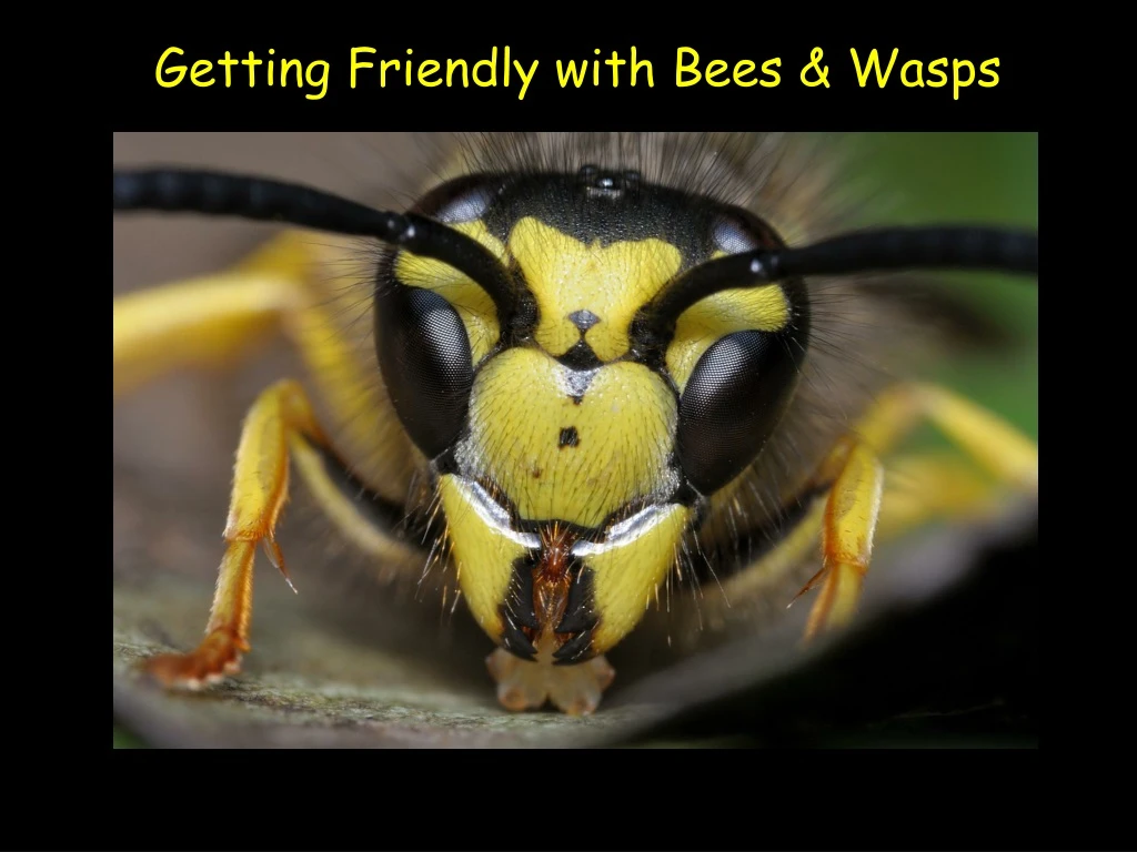 getting friendly with bees wasps