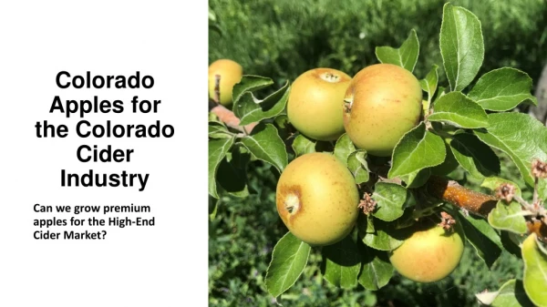 Colorado Apples for the Colorado Cider Industry
