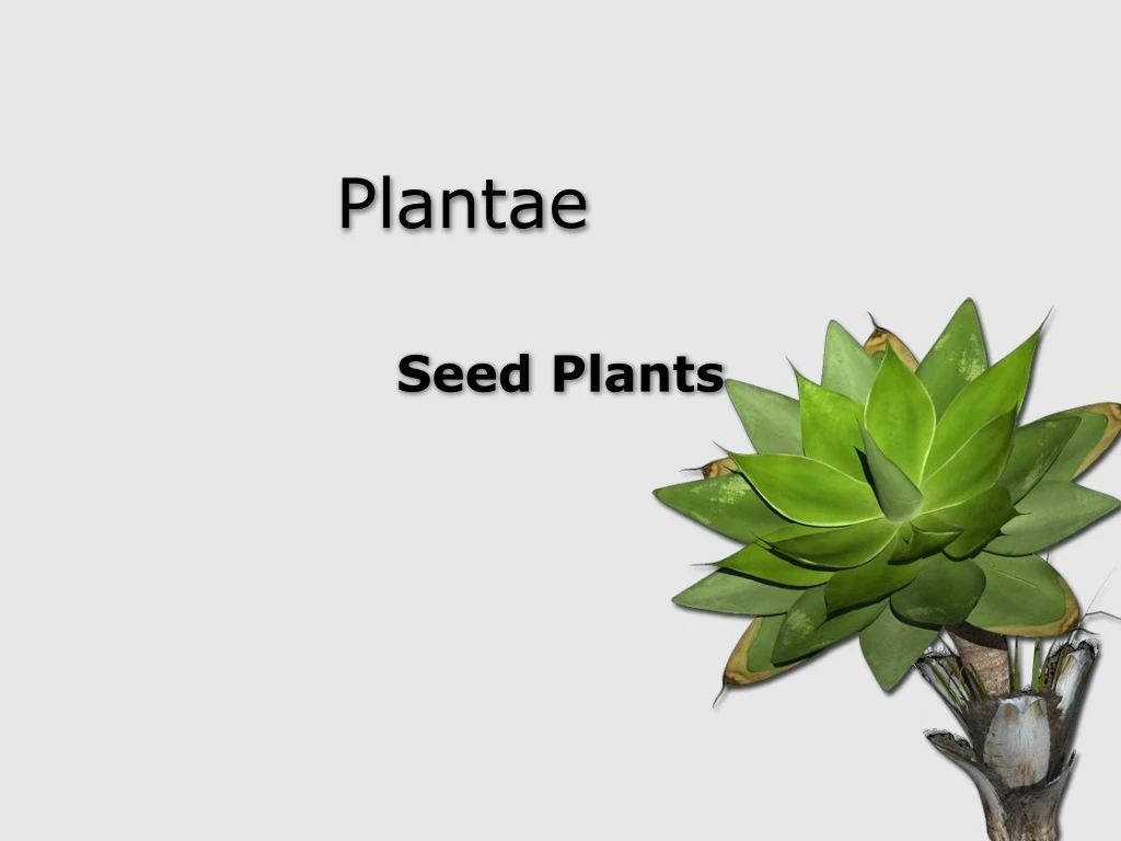 plantae