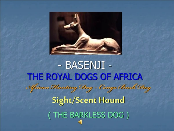 BASENJI - THE ROYAL DOGS OF AFRICA