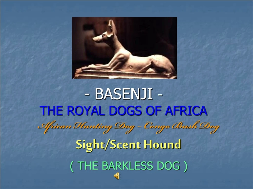 basenji the royal dogs of africa
