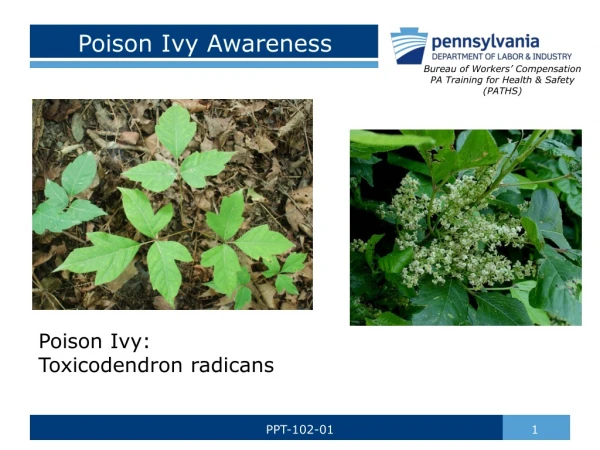 Poison Ivy Awareness