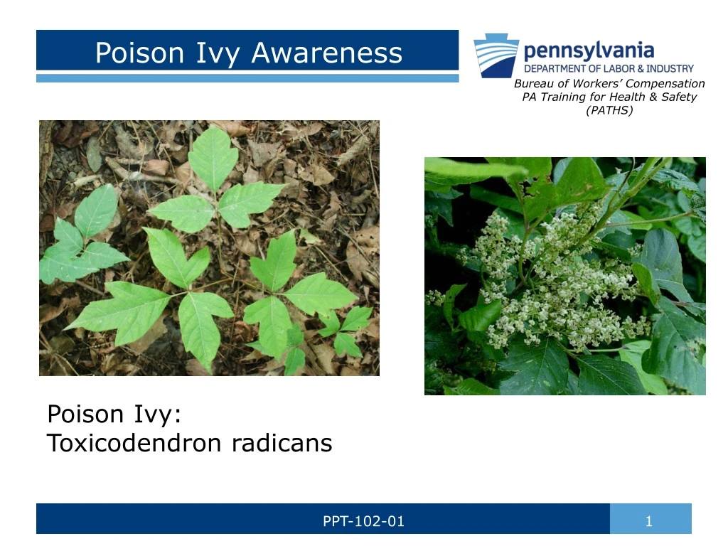 poison ivy awareness