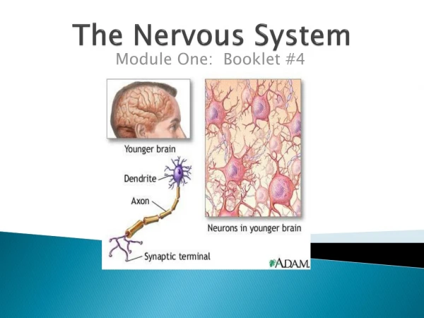 The Nervous System