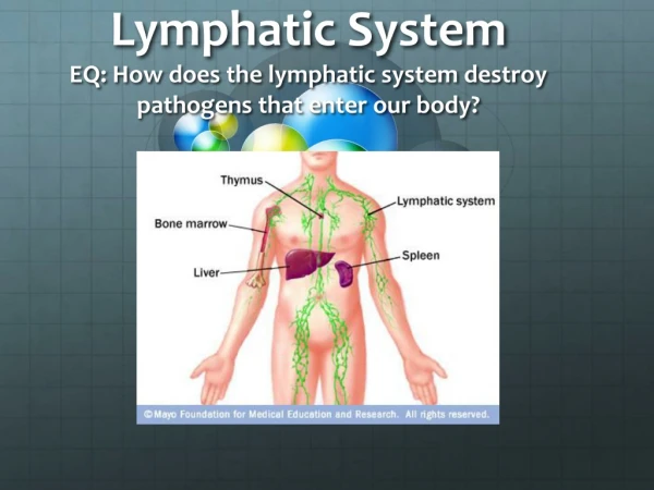 Lymphatic System EQ: How does the lymphatic system destroy pathogens that enter our body?