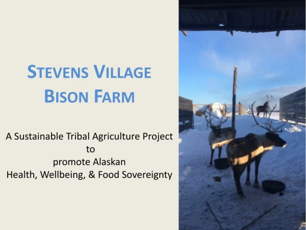 Stevens Village Bison Farm