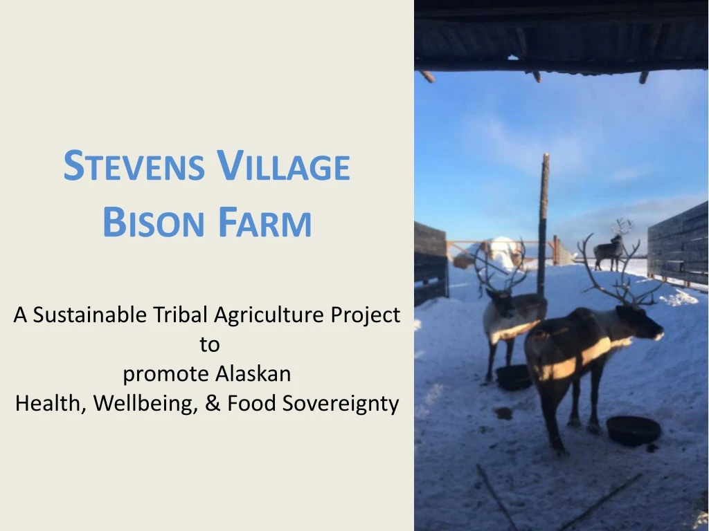 stevens village bison farm