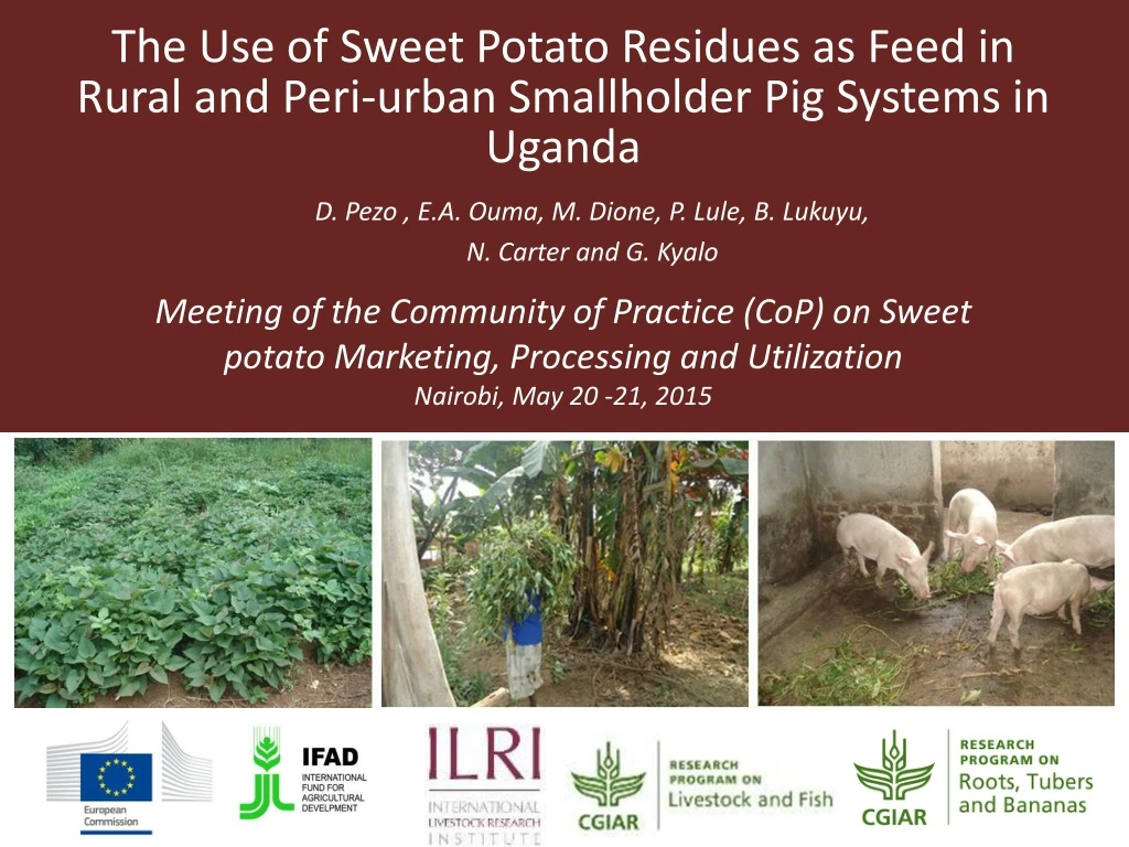 the use of sweet potato residues as feed in rural