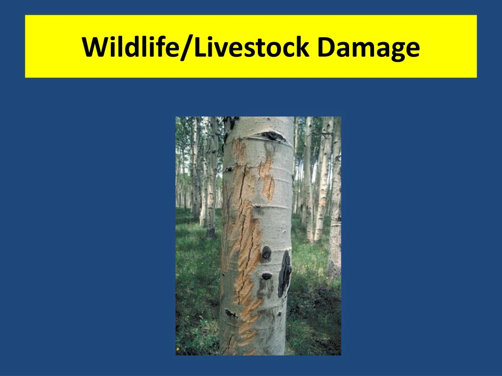 wildlife livestock damage