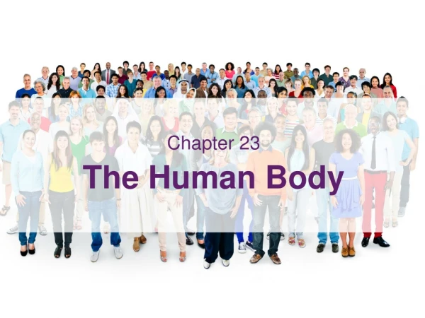 Chapter 23 The Human Body