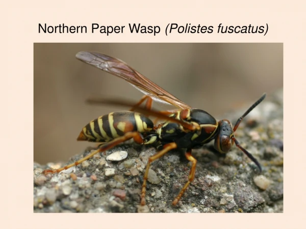 Northern Paper Wasp (Polistes fuscatus)
