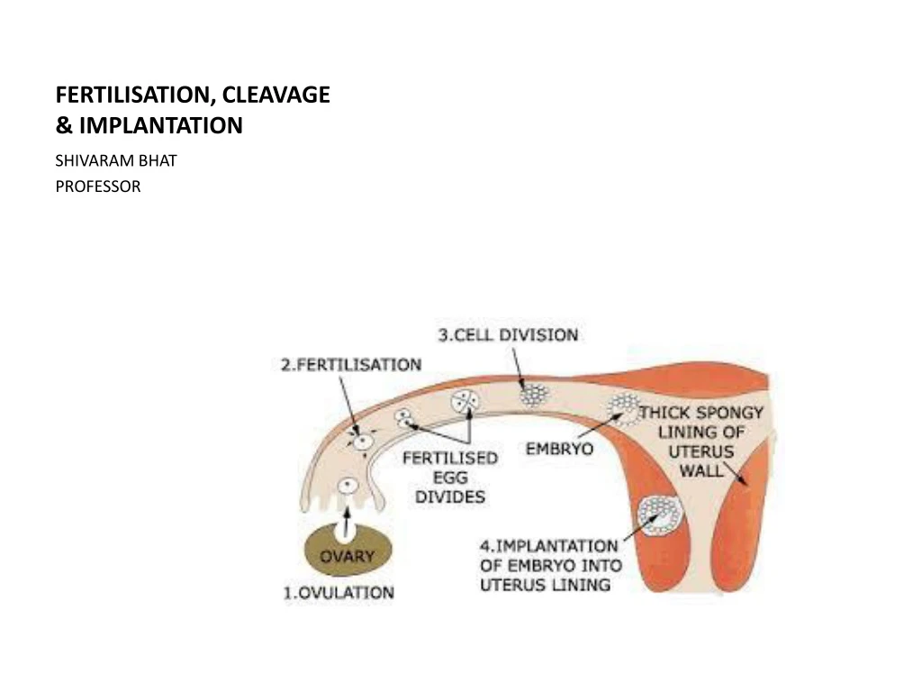 fertilisation cleavage implantation