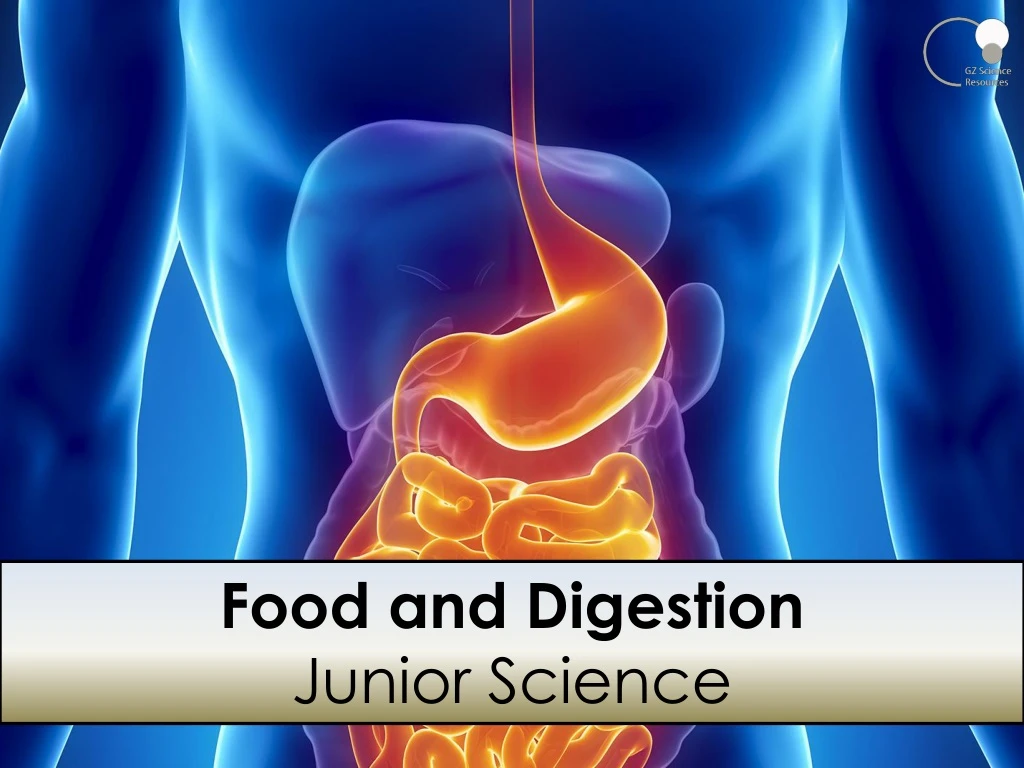 food and digestion junior science