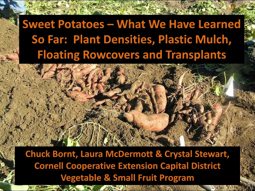 sweet potatoes what we have learned so far plant